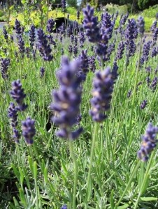 Garten-Lavendel Twickel Purple